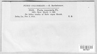 Poria vaporaria image